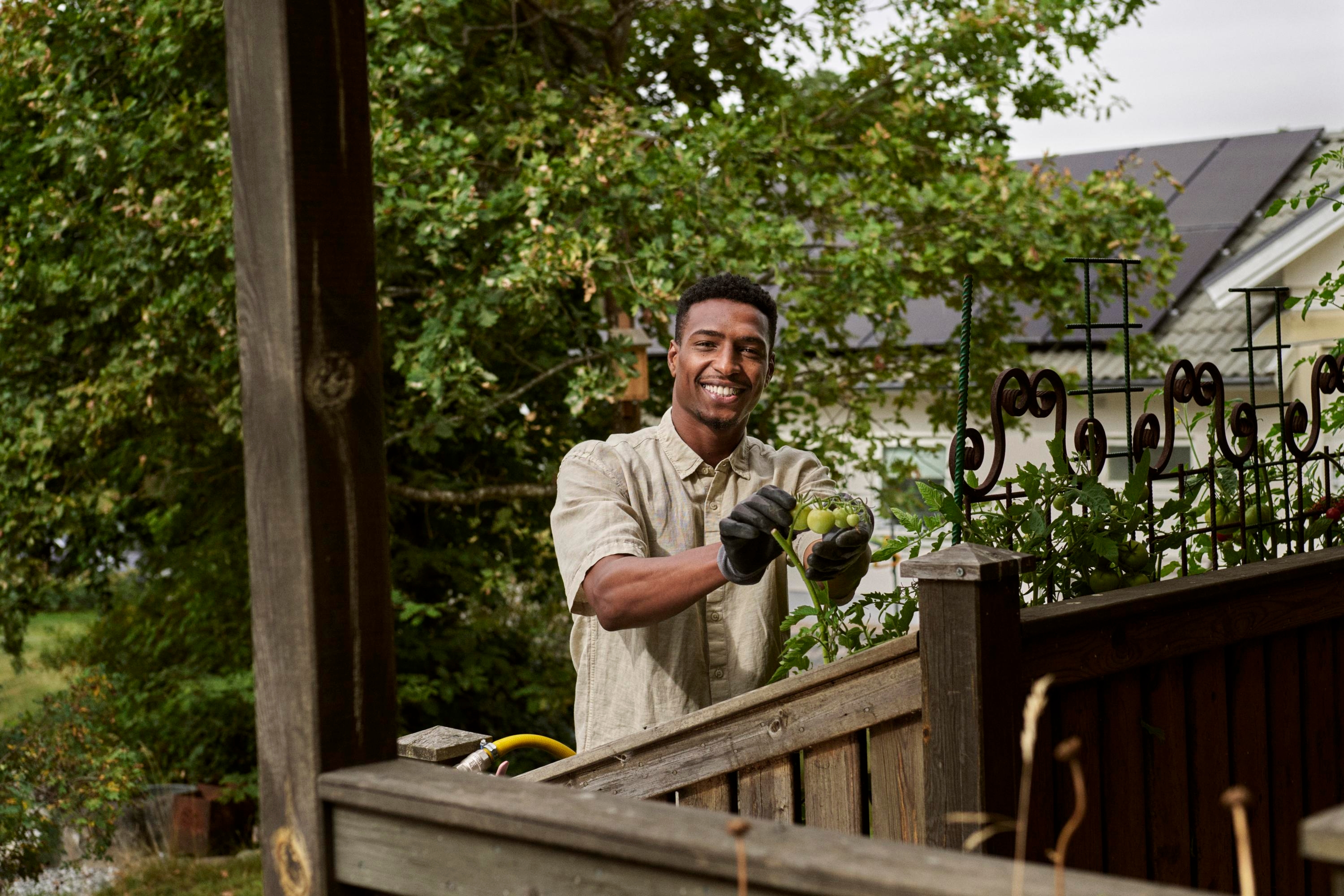 Male cutting tomato plants. 