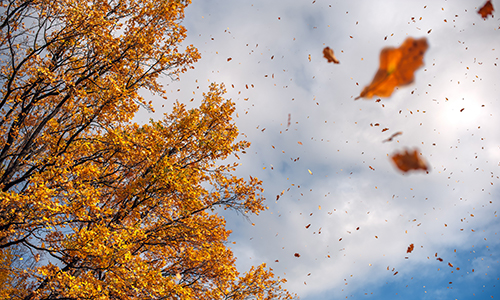 Autumn leaves in forest closeup